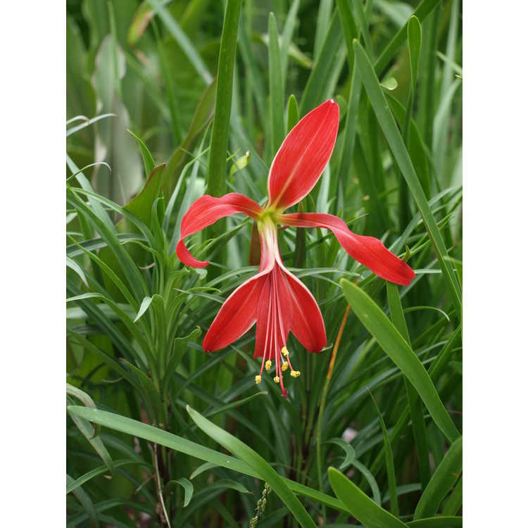 Sprekelia formosissima - Aztec lily