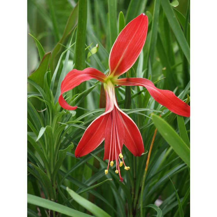 Sprekelia formosissima - Aztec lily