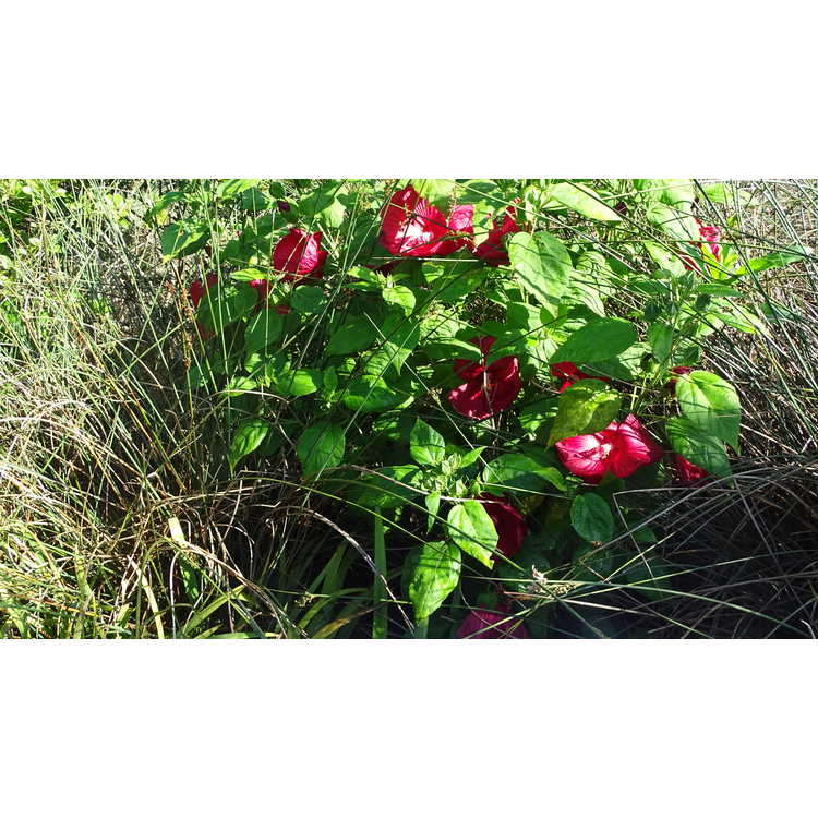 Hibiscus moscheutos 'Balhibred' - Luna Red dwarf swamp rose-mallow
