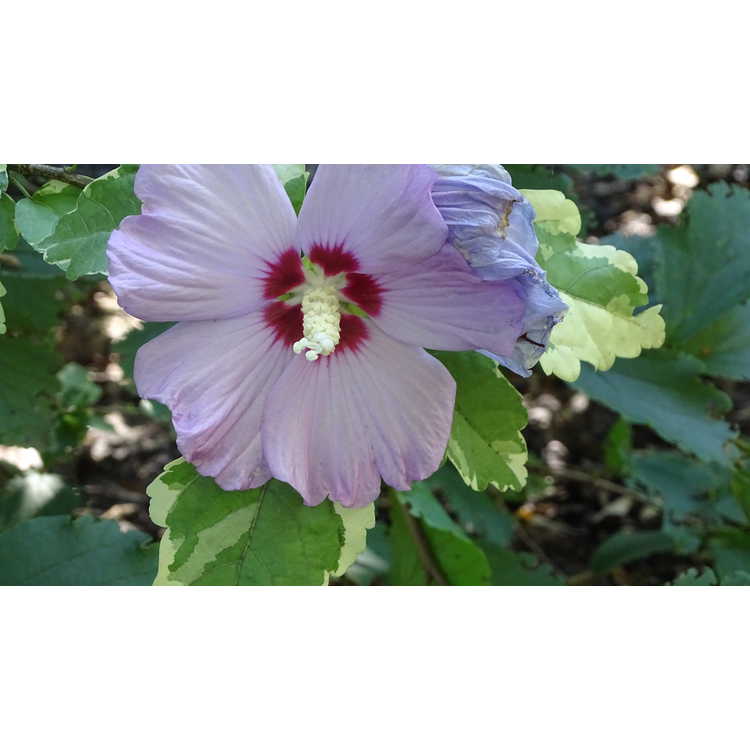Hibiscus syriacus 'Meehanii' - variegated rose-of-Sharon