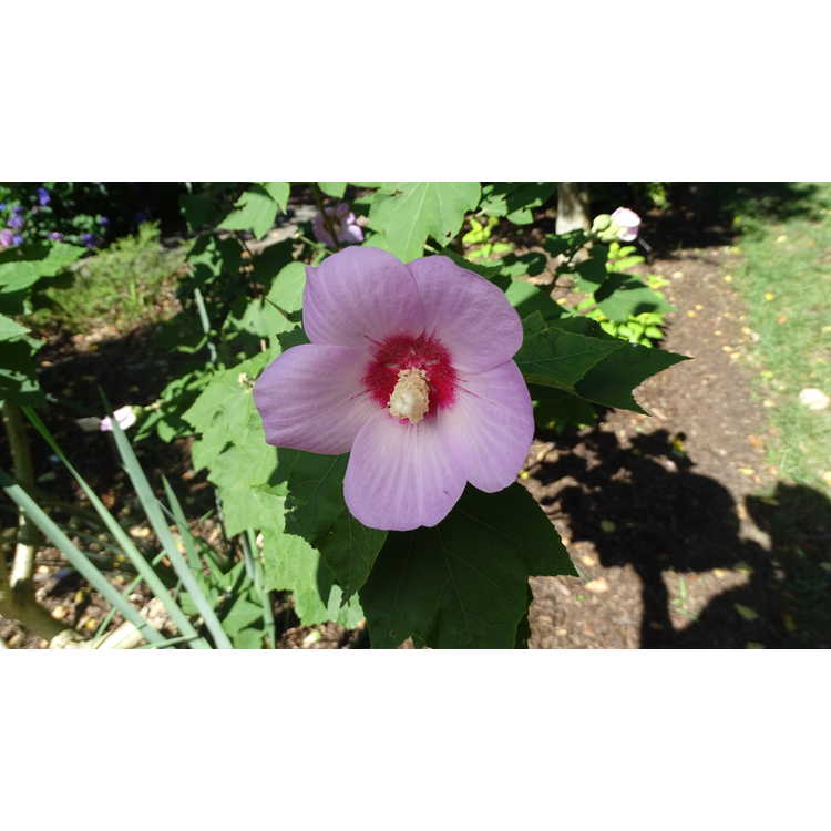 Hibiscus sinosyriacus 'Lilac Queen' - Chinese rose-of-Sharon