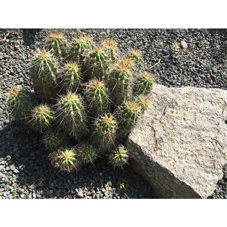 scarlet hedgehog cactus
