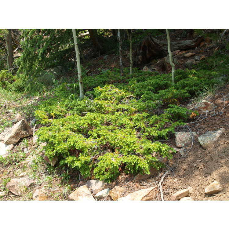 Juniperus communis - common juniper