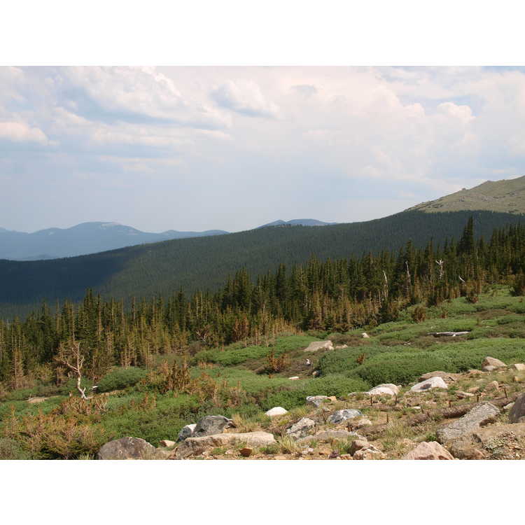 Arapaho National Forest, Mount Goliath Natural Area