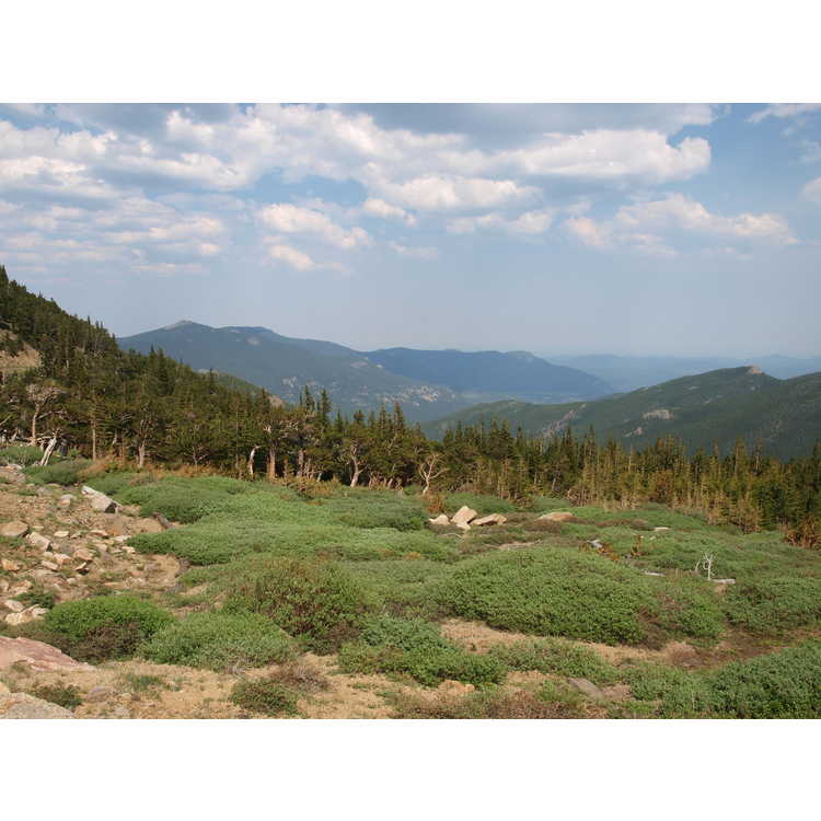 Arapaho National Forest, Mount Goliath Natural Area