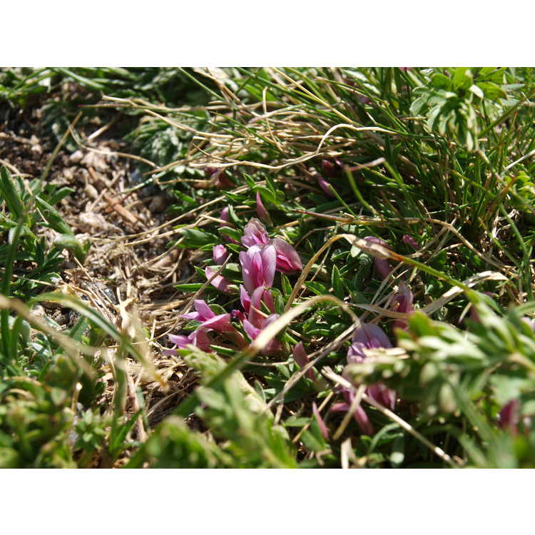 <em>Trifolium nanum</em>