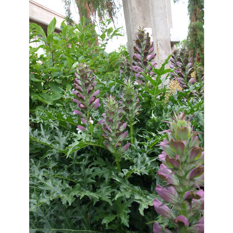 Acanthus spinosus - bear's breeches