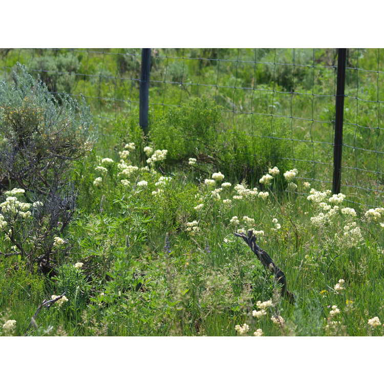 sulphur-flower buckwheat