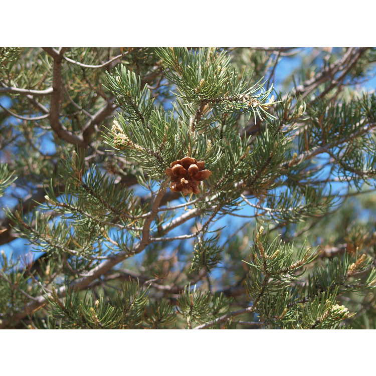 <em>Pinus edulis</em>