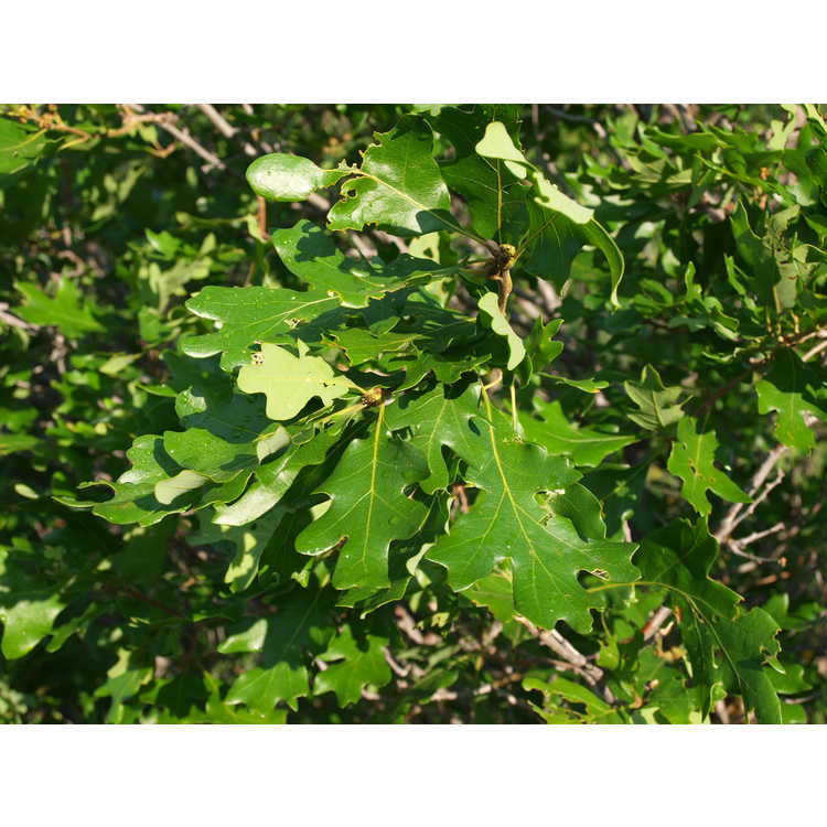<em>Quercus gambelii</em>