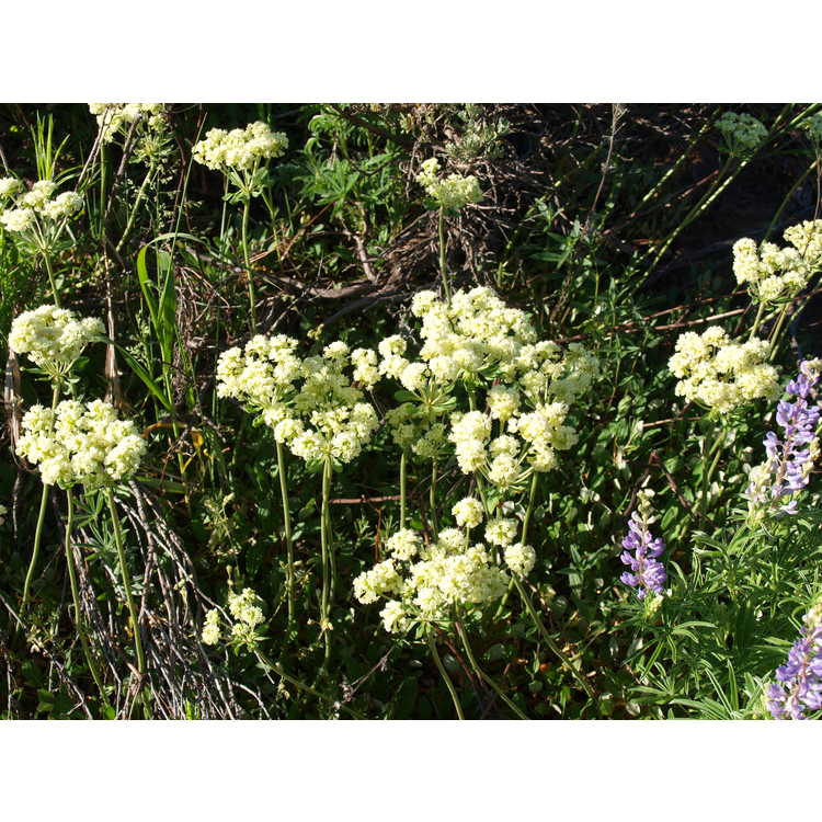 sulphur-flower buckwheat