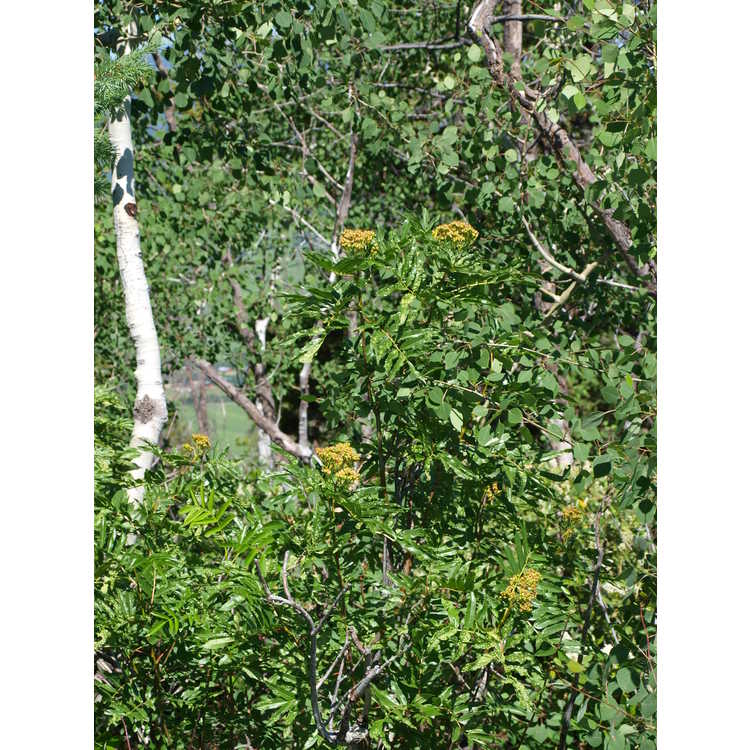 <em>Sorbus scopulina</em>