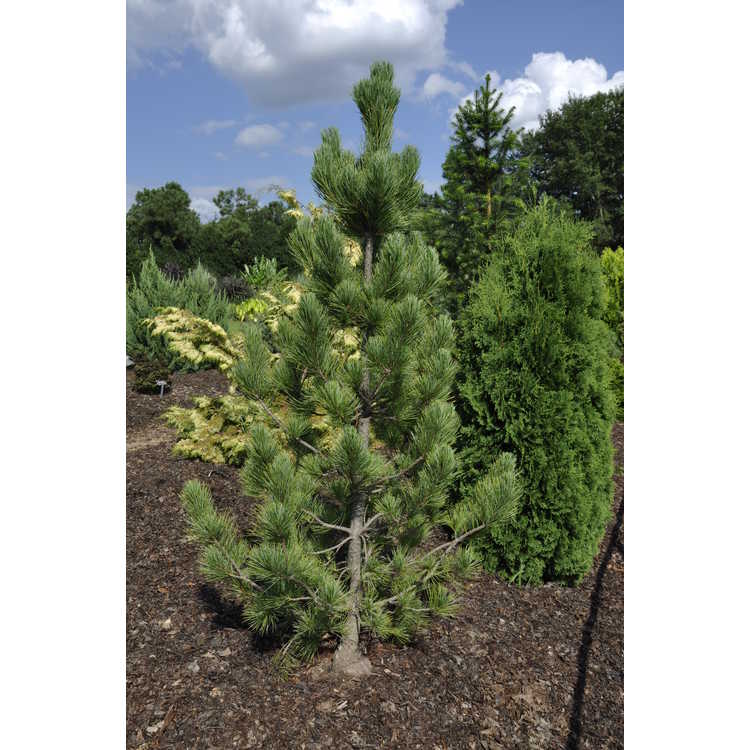 Pinus cembra 'Algonquin Pillar' - Swiss stone pine