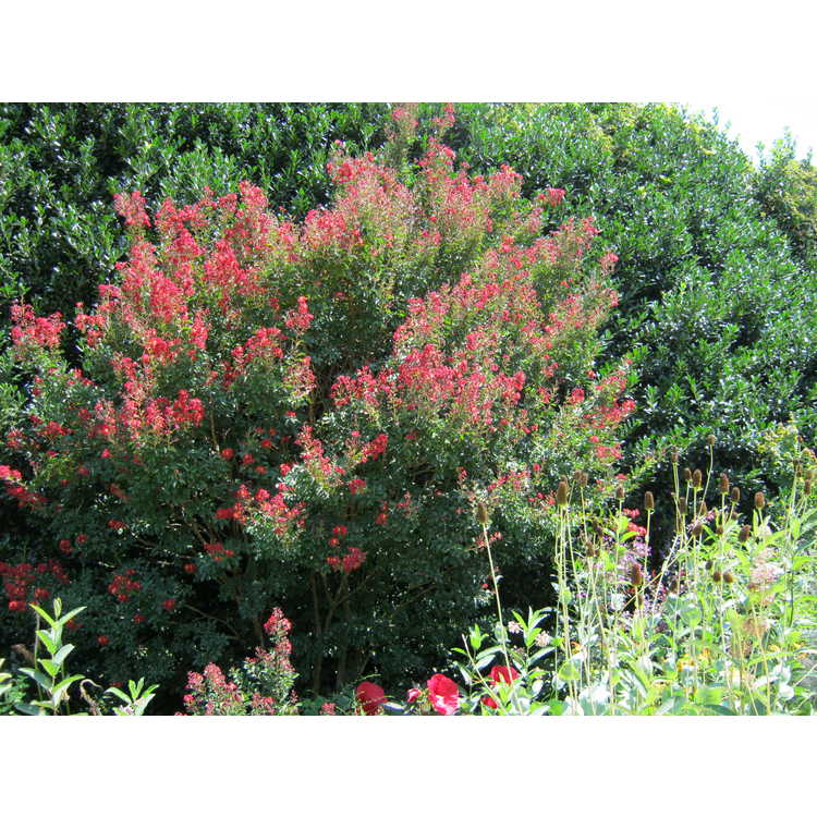 Lagerstroemia 'Cedar Lane Red' - hybrid crepe myrtle