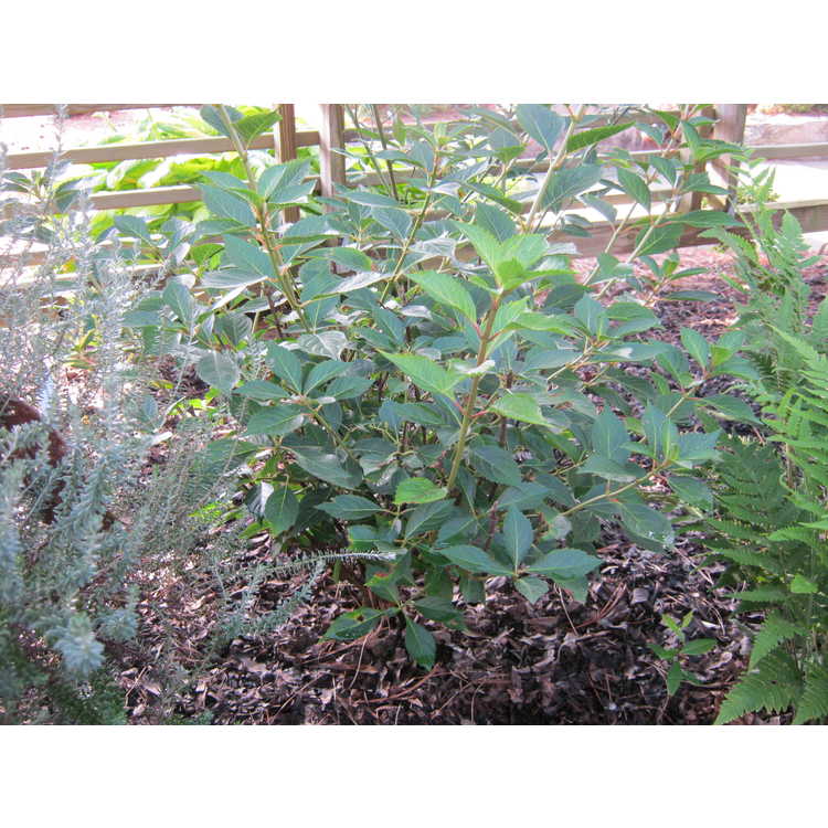 Hydrangea hirta - powder-puff shrub