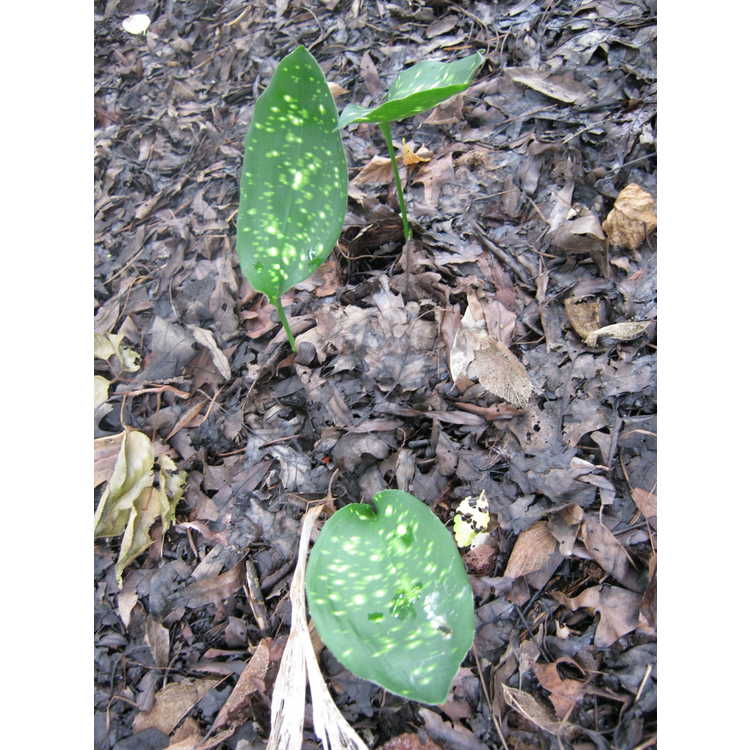 Aspidistra sichuanensis 'Rawhide' - cast iron plant
