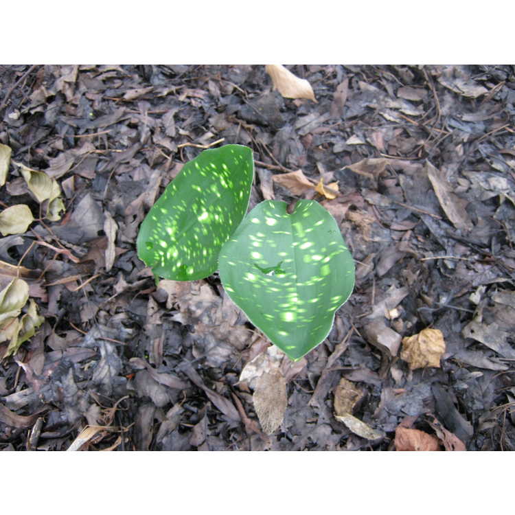 Aspidistra sichuanensis 'Rawhide' - cast iron plant