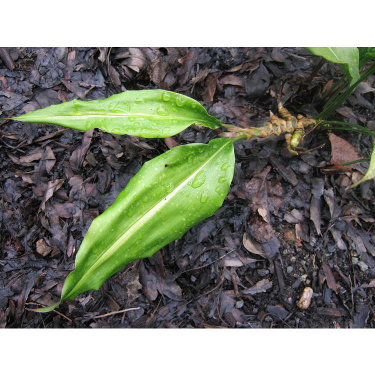 Aspidistra zongbayi (striped and spotted) - cast iron plant