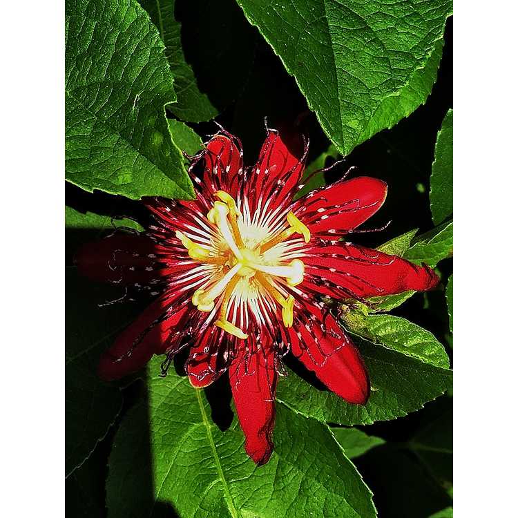 Passiflora 'Lady Margaret' - passion flower