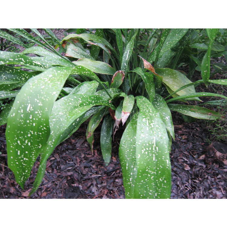 Aspidistra sichuanensis 'Spek-tacular' - variegated cast-iron plant