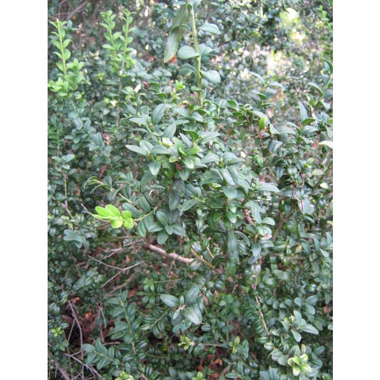 Buxus sempervirens 'Inglis' - common boxwood