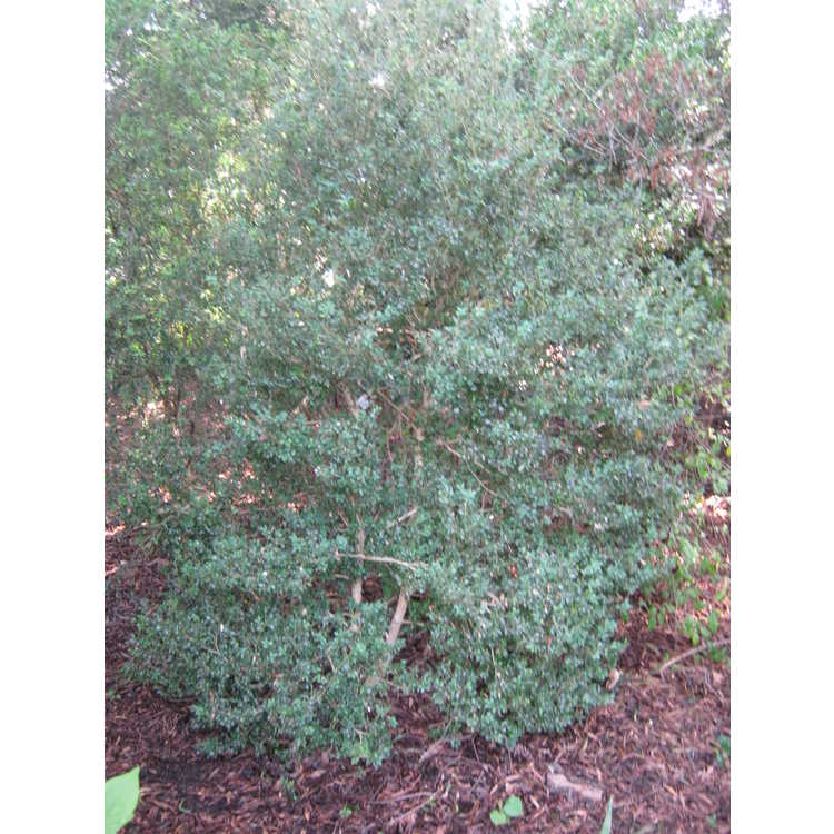 Buxus sempervirens 'Henry Shaw' - common boxwood