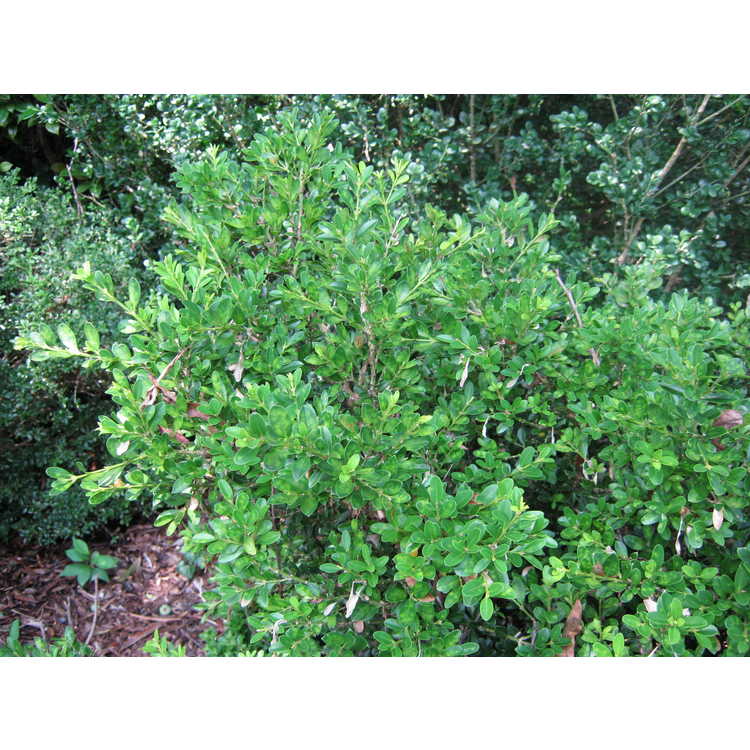 Buxus microphylla 'Green Pillow'