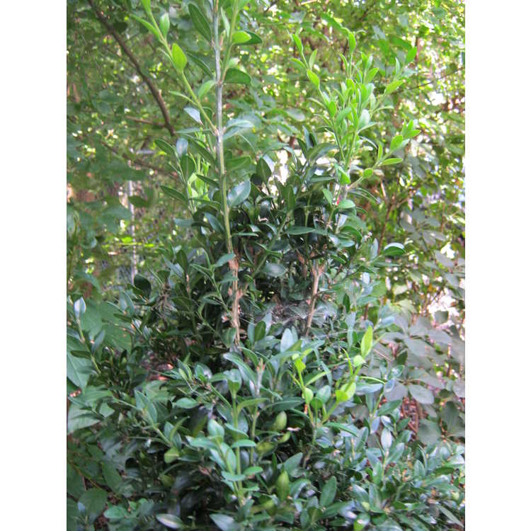Buxus sempervirens 'Northland'