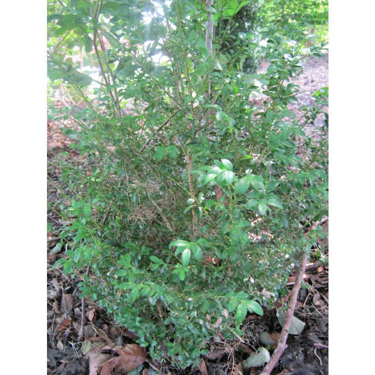 Buxus sempervirens 'Handsworthii' - common boxwood