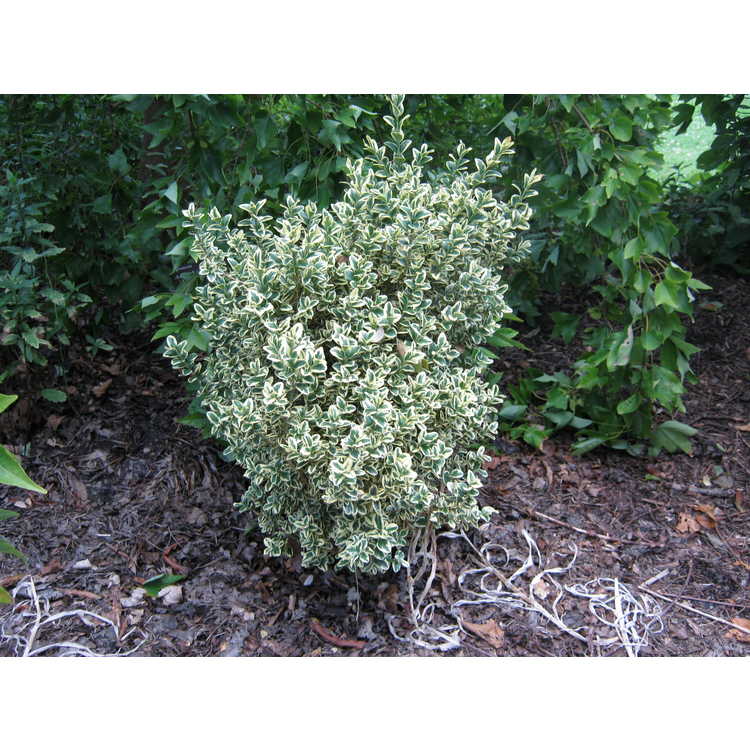 Buxus sempervirens 'Angel's Gift' - Variegated Boxwood