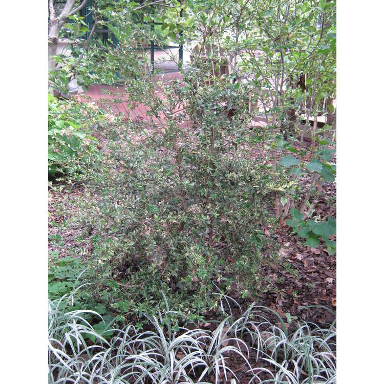 variegated common boxwood