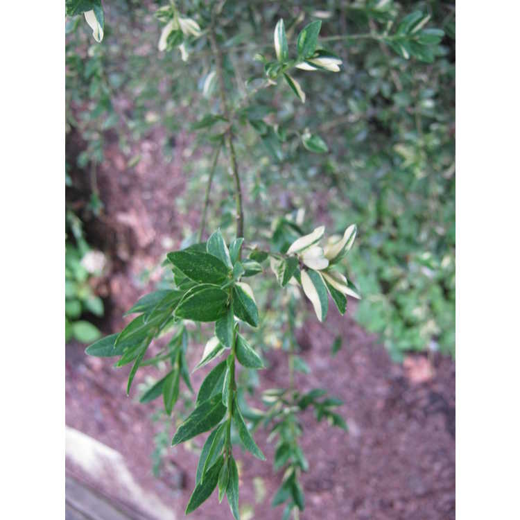 <em>Buxus sempervirens</em> 'Aureovariegata'