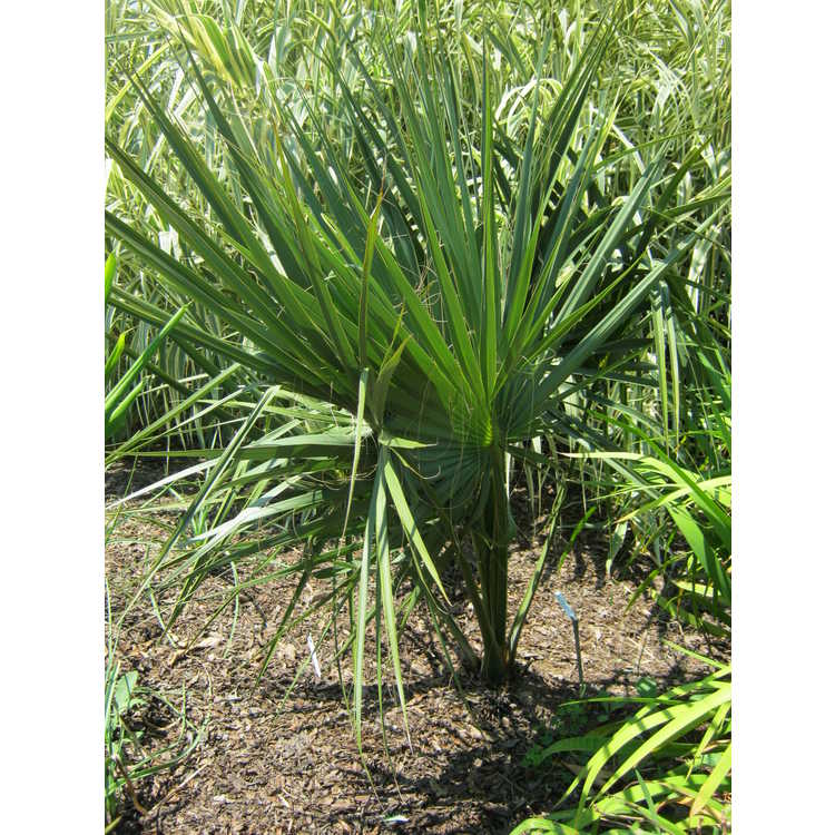 Sabal palmetto (Kinston form)