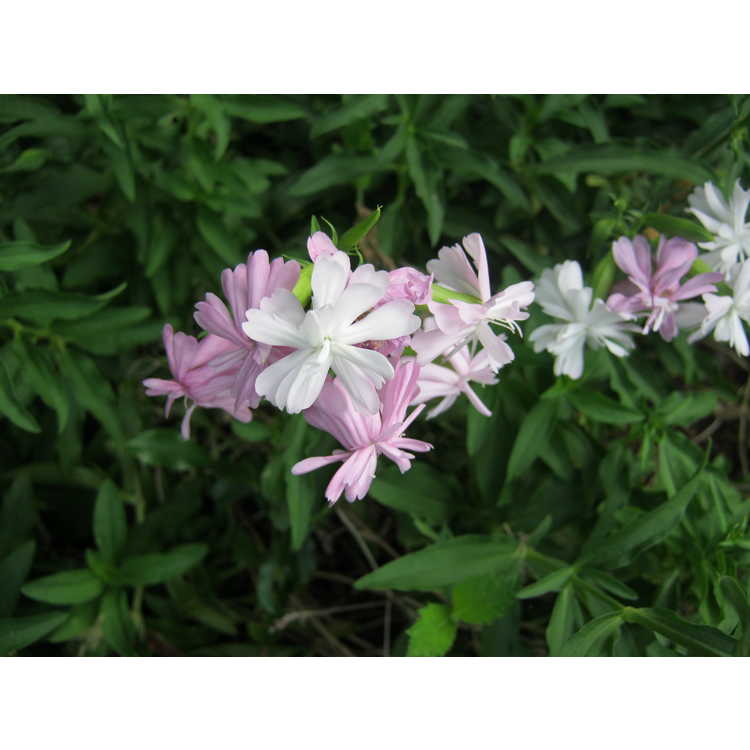 Saponaria officinalis 'Rosea Plena' - double flowered soapwort