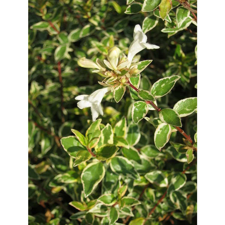 Abelia grandiflora Radiance
