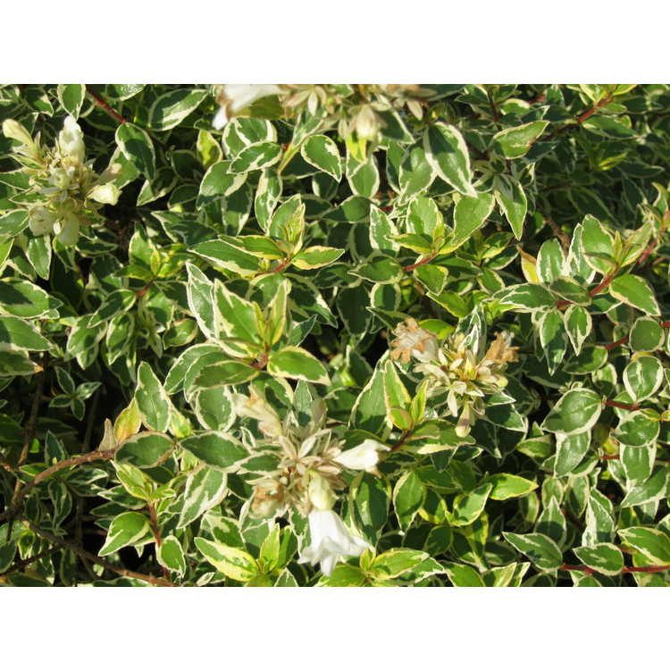 Abelia ×grandiflora 'Radiance' - variegated glossy abelia