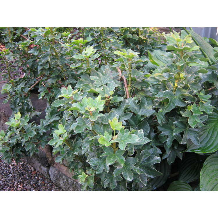 ×Fatshedera lizei 'Pia' - variegated tree ivy