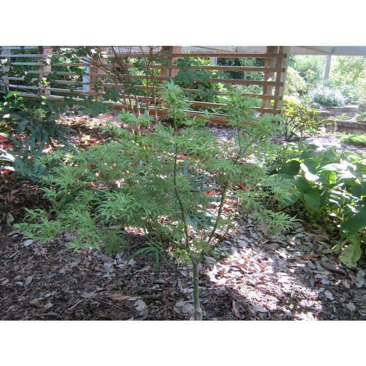 Acer palmatum 'Manyo-no-sato' - variegated Japanese maple