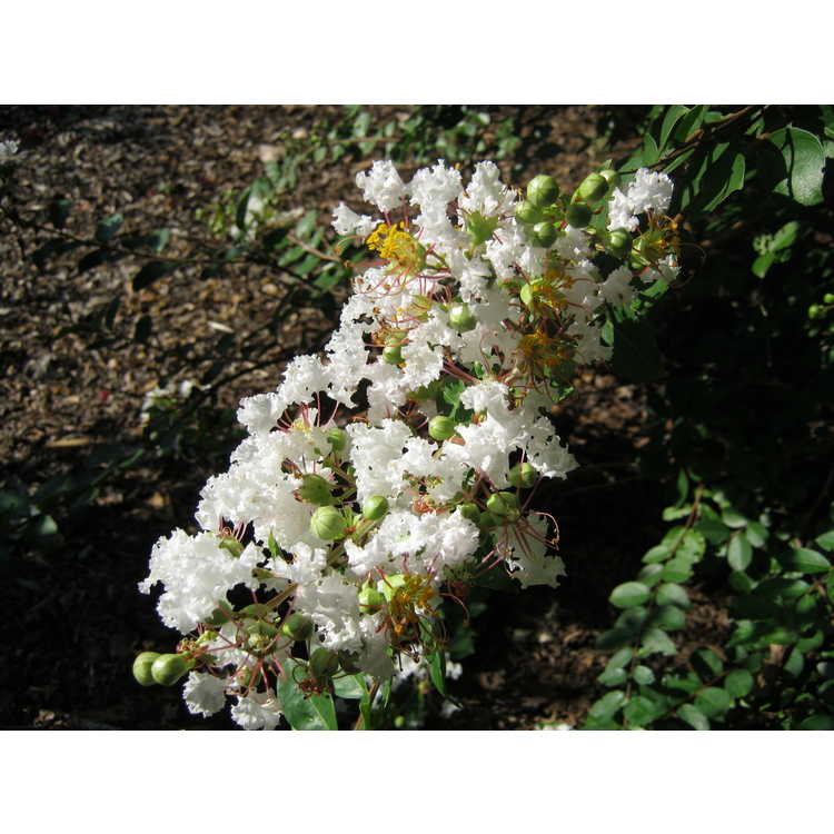 Lagerstroemia 'White Cascade' - hybrid crepe myrtle