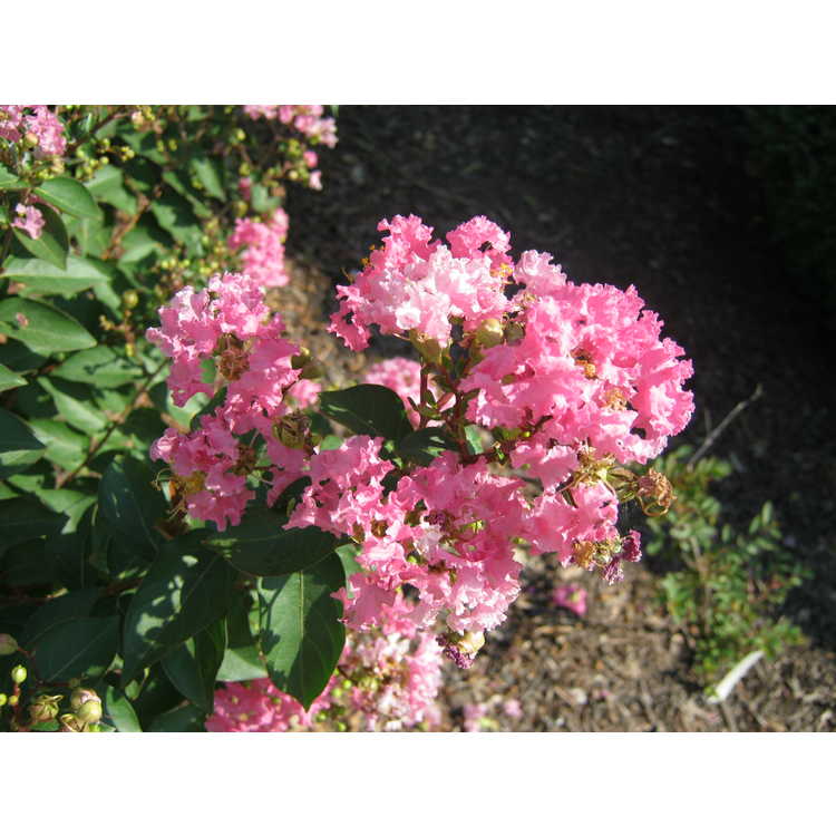 Lagerstroemia (CP 09 DS 402)