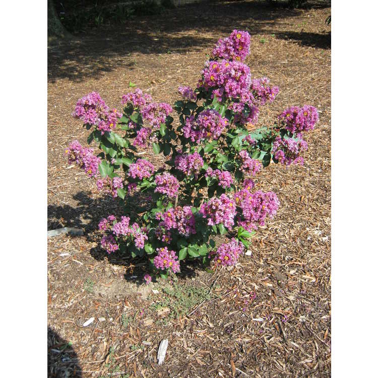 Lagerstroemia (Cp12ds485)
