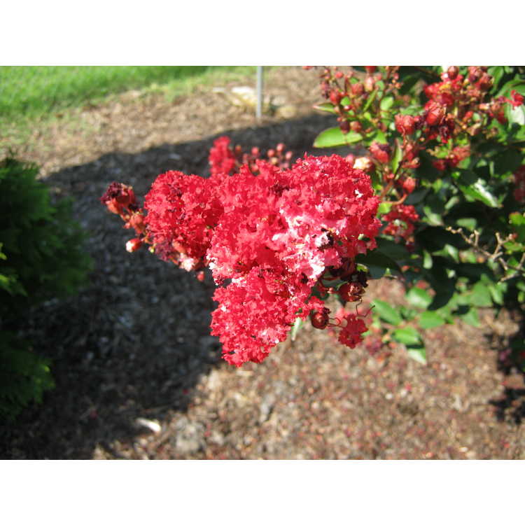 Lagerstroemia 'Piilag-III' - Red Rooster, Enduring Summer Fuchsia hybrid crepe myrtle