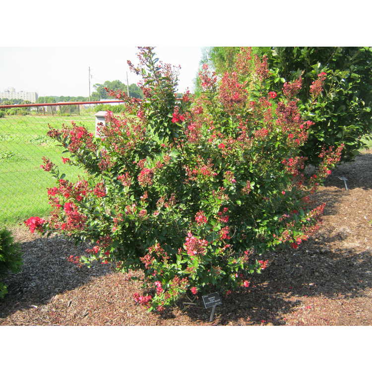 Lagerstroemia 'Piilag-III' - Red Rooster, Enduring Summer Fuchsia hybrid crepe myrtle