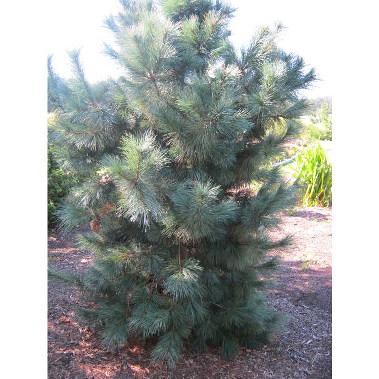 Pinus 'Domingo'