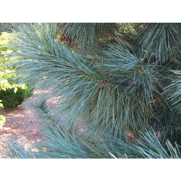 Pinus 'Domingo'