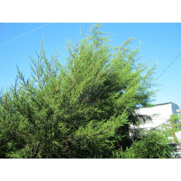 Cupressus guadalupensis var. forbesii - Tecate cypress