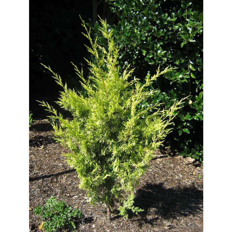 Juniperus chinensis 'Maymont Gold' - golden Chinese juniper