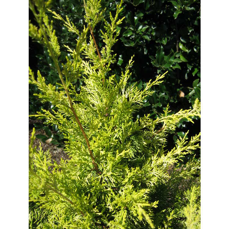 Juniperus chinensis 'Maymont Gold'