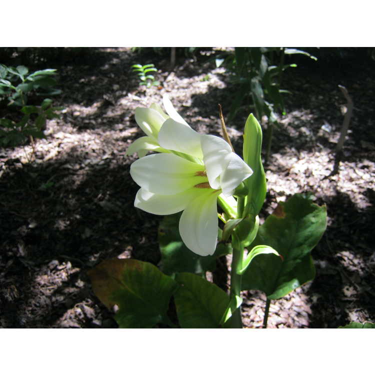 Himalayan lily