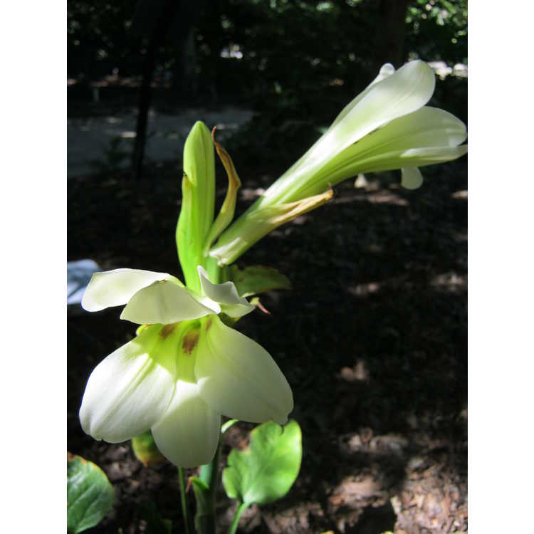 Cardiocrinum cathayanum - Himalayan lily